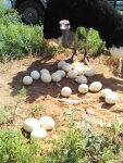 Fresh Ostrich Eggs in Large Quantities